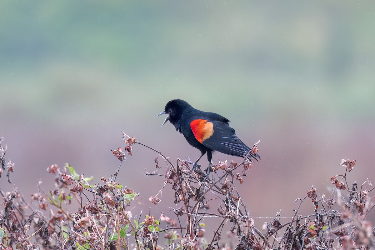 Red-winged Blackbird - ML504949061