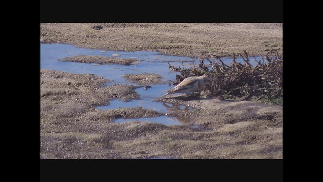 Snow Bunting - ML504950511