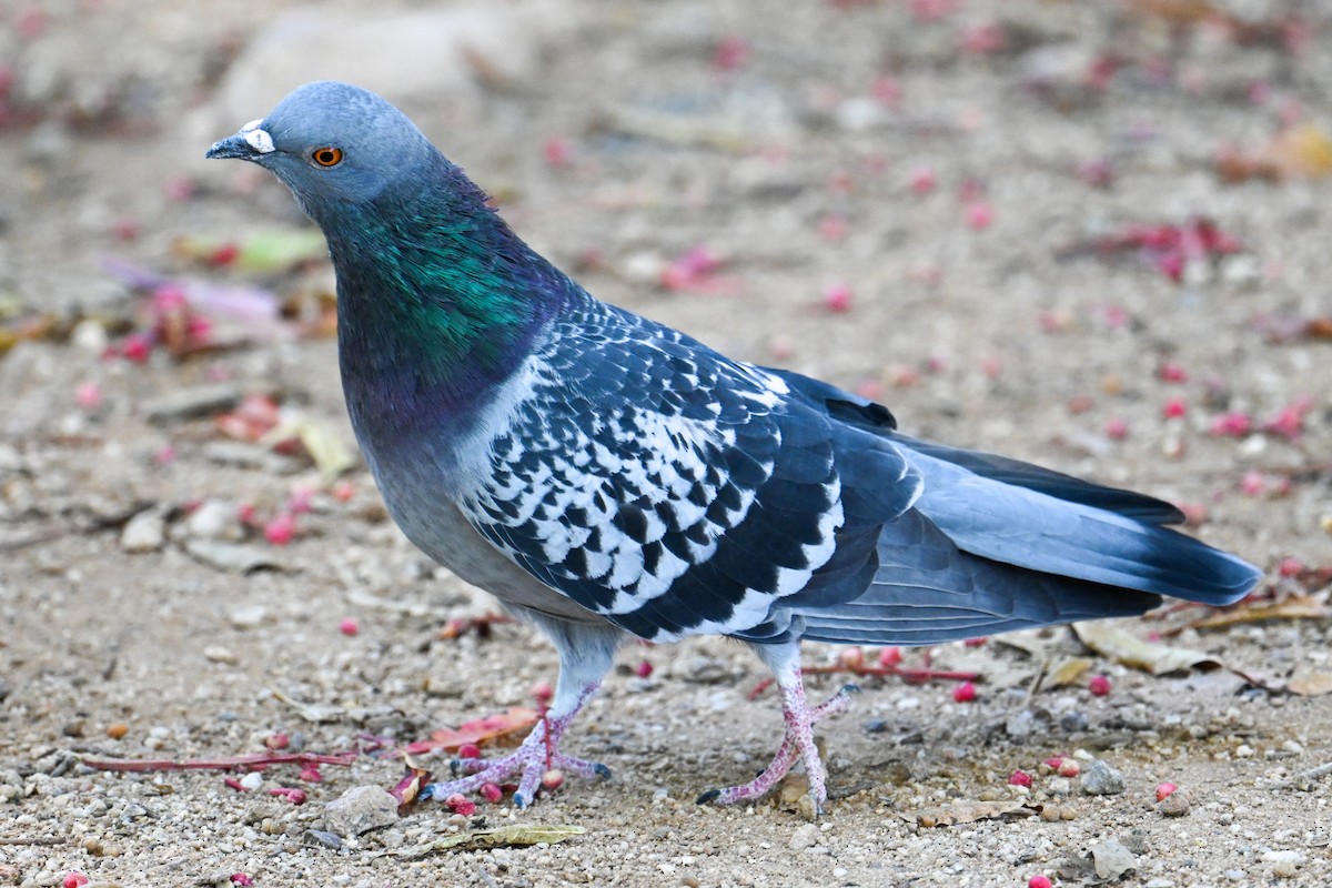 Pigeon biset (forme domestique) - ML504951591