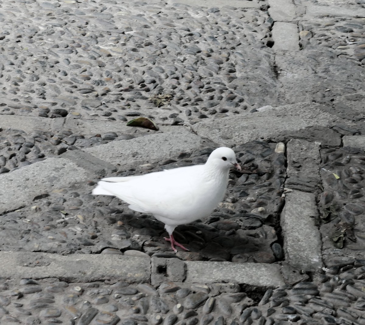 Rock Pigeon (Feral Pigeon) - ML504952191