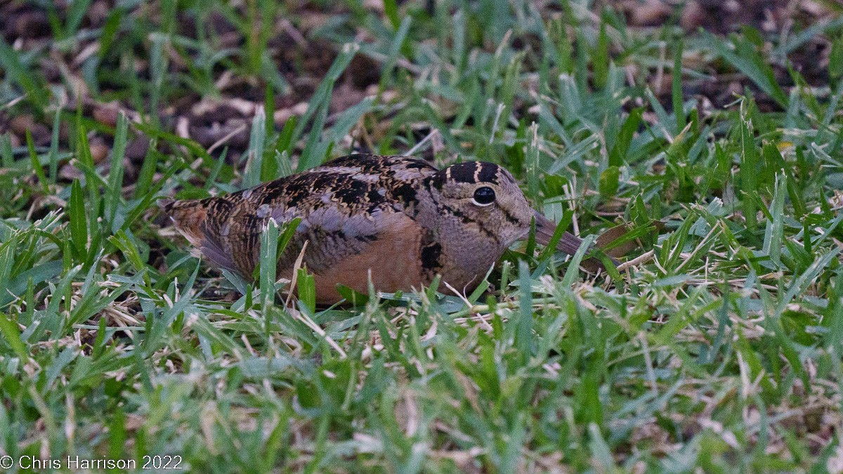 American Woodcock - ML504952291