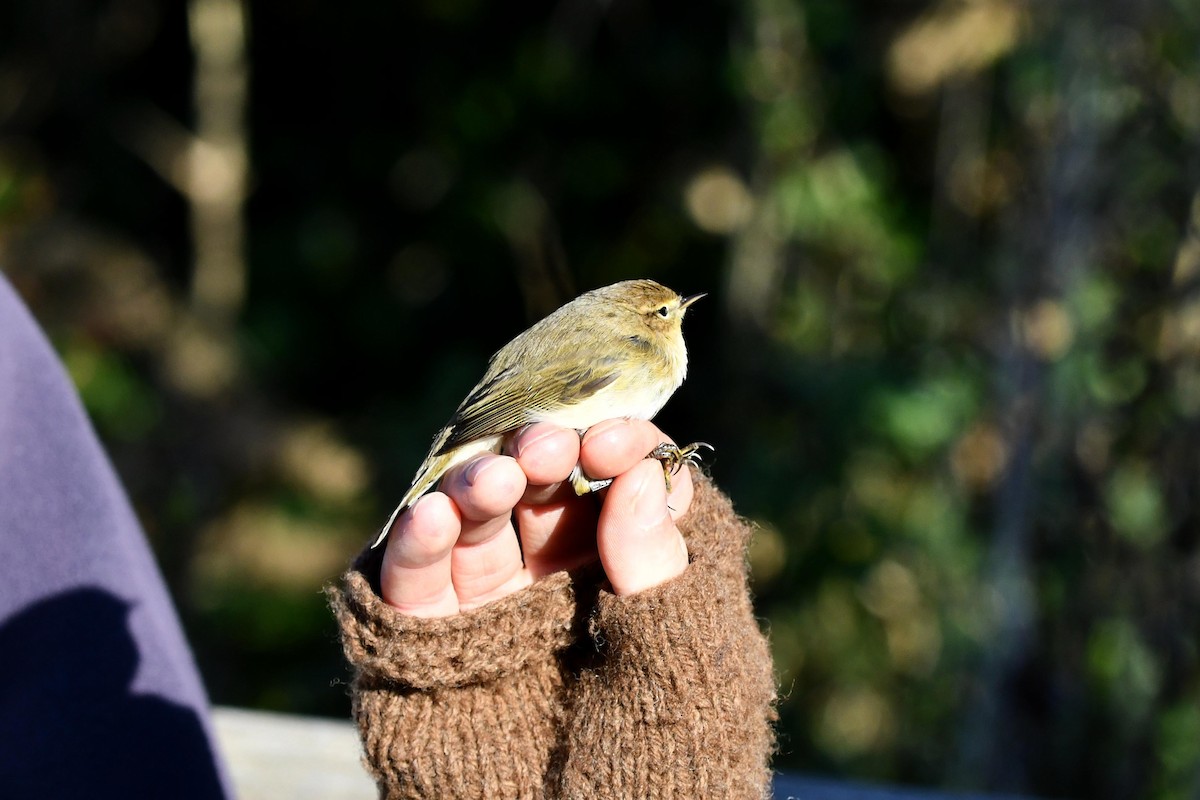 Common Chiffchaff - ML504953161