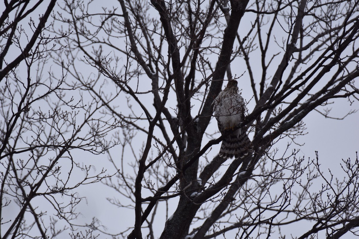 Cooper's Hawk - ML504954391