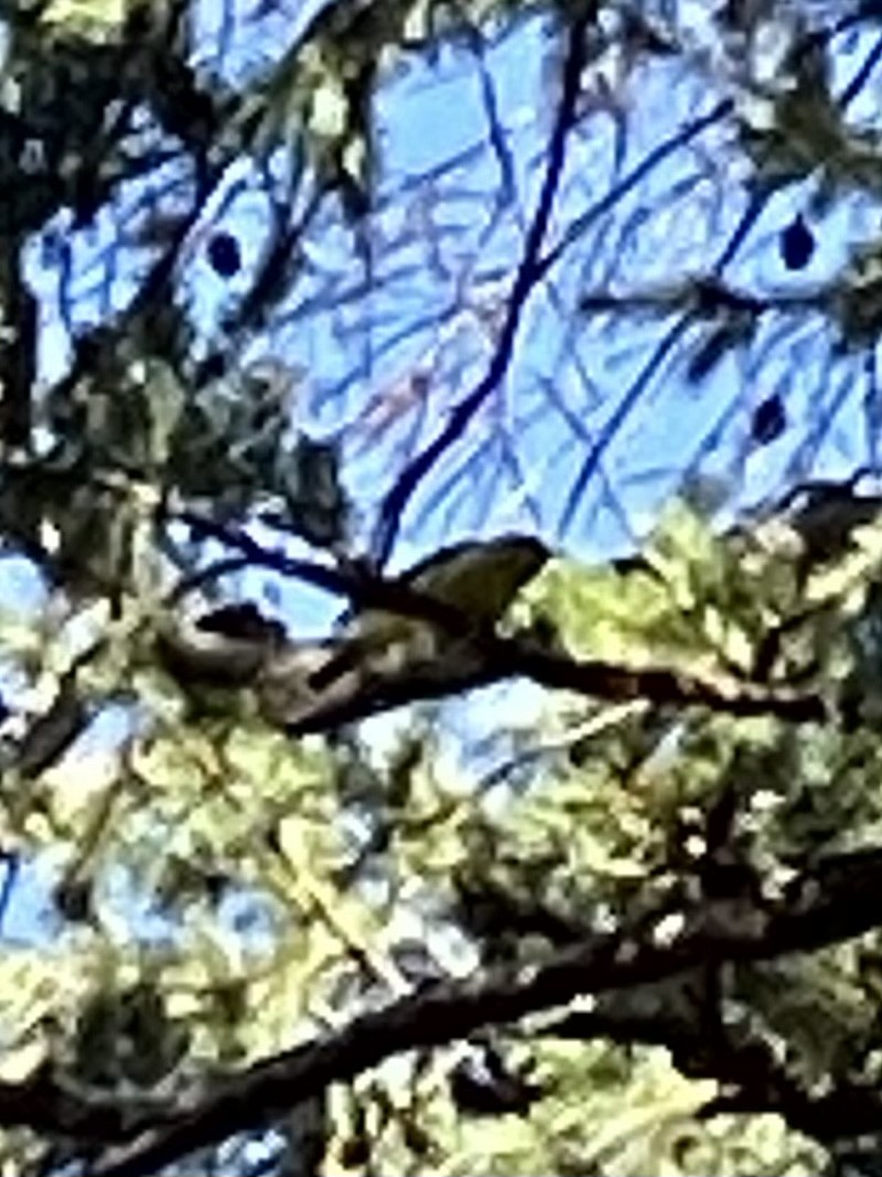 Western Tanager - ML504954751