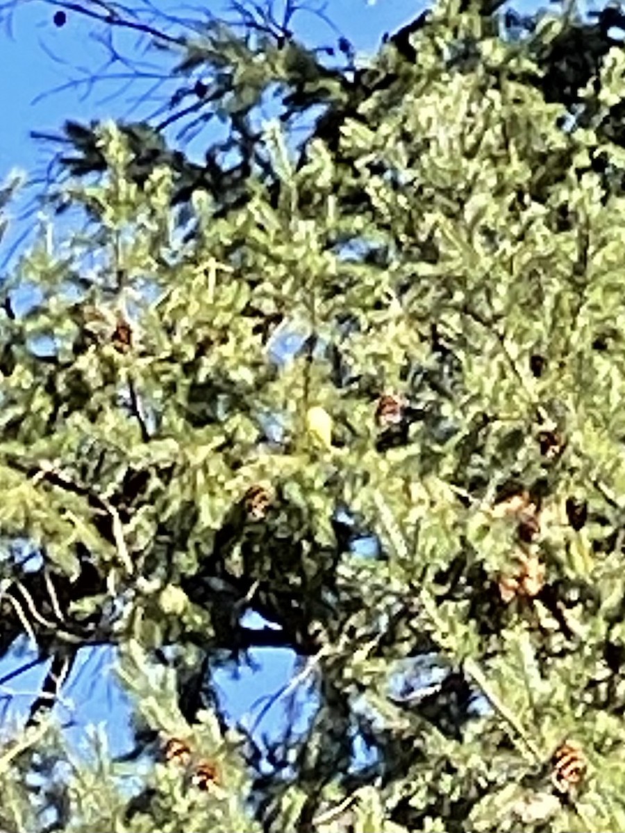 Western Tanager - ML504954761