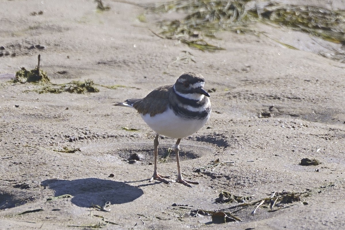 Killdeer - ML504955091