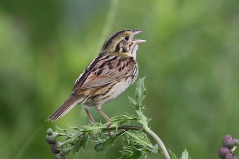 Henslow's Sparrow - ML504957251