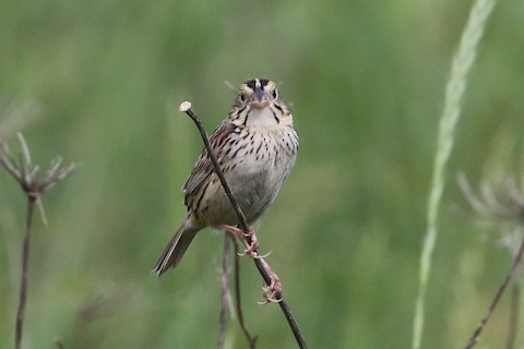 Henslow's Sparrow - ML504957271