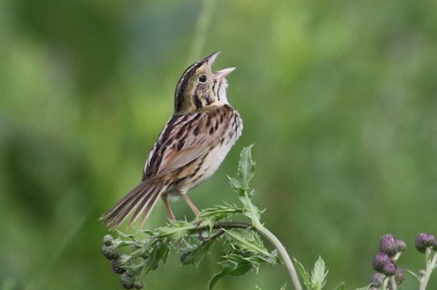 Henslow's Sparrow - ML504957281