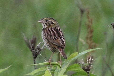 Henslow's Sparrow - ML504957321