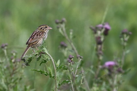 Henslow's Sparrow - ML504957331