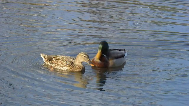 Canard colvert - ML504958161