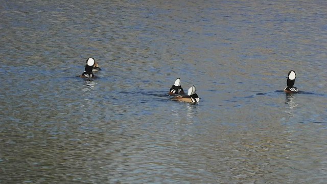 Hooded Merganser - ML504958271