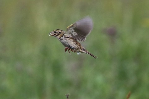 Henslow's Sparrow - ML504960321