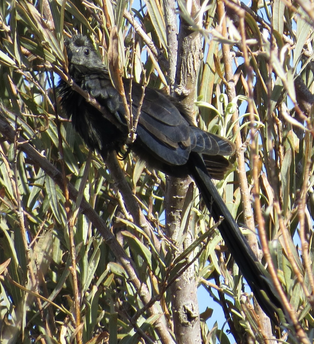 Groove-billed Ani - ML504961891