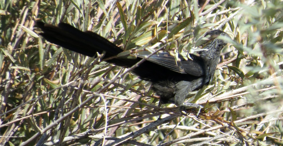 Groove-billed Ani - ML504961941