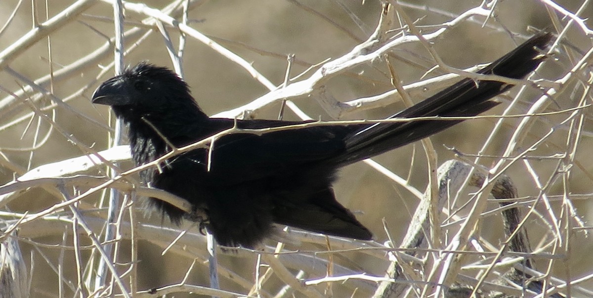 Groove-billed Ani - ML504961971