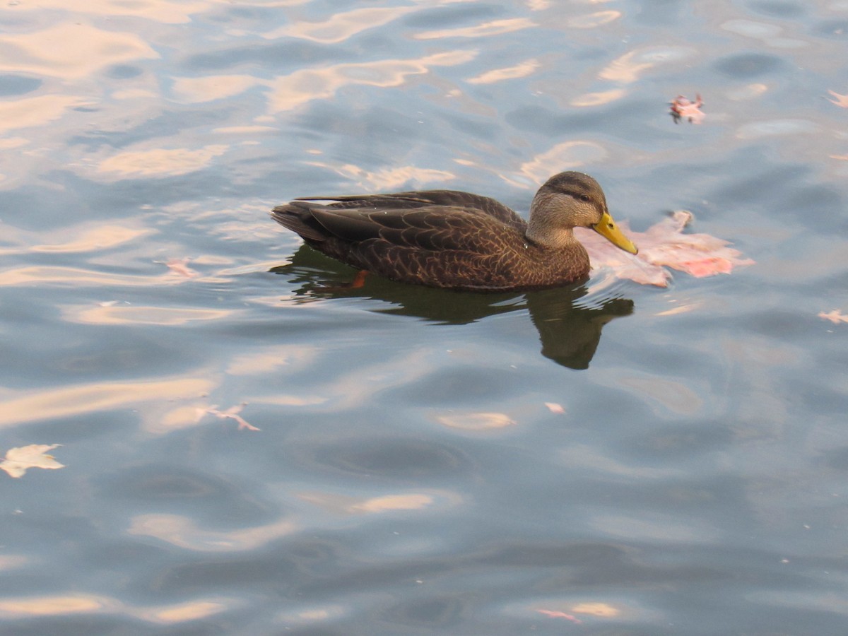 American Black Duck - ML504963131