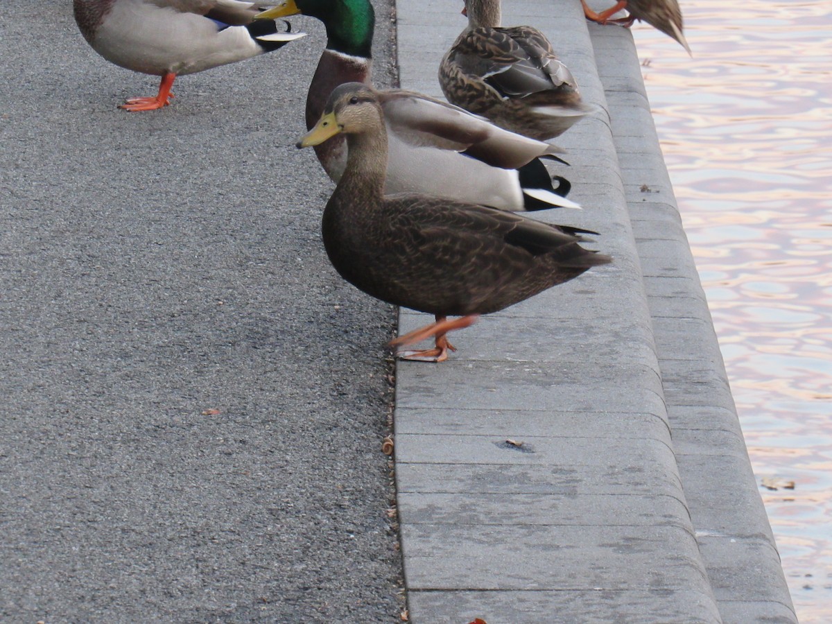 American Black Duck - ML504963141