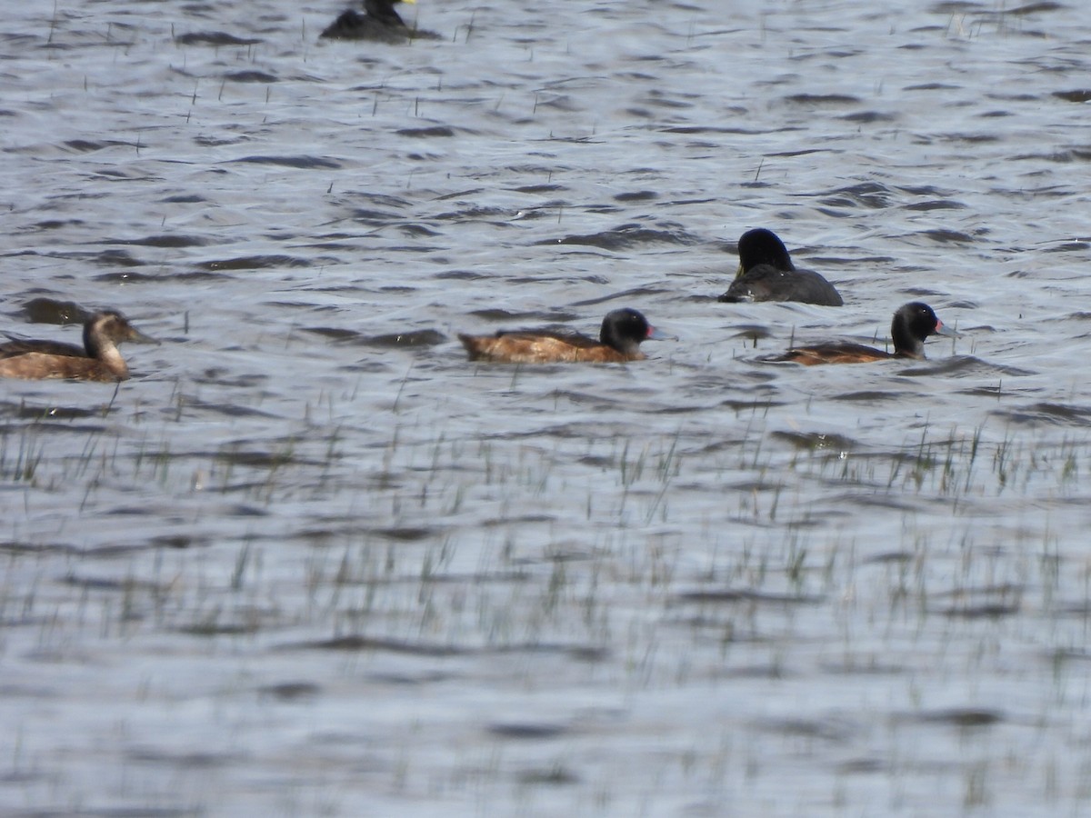 Black-headed Duck - ML504966231