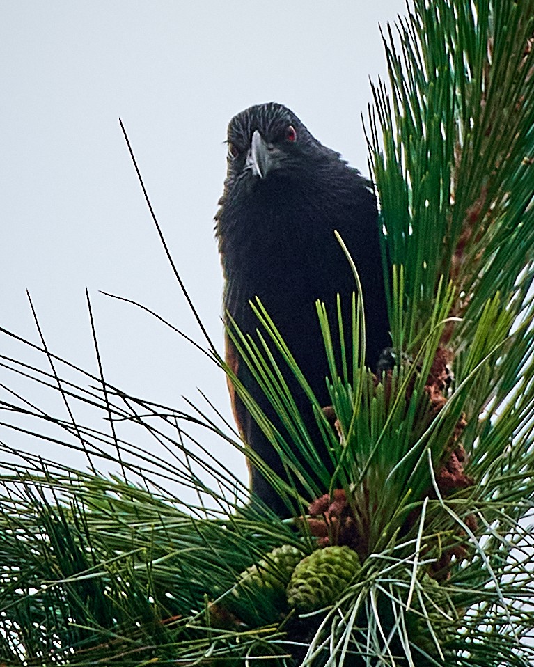 Malagasy Coucal - Tomáš Grim