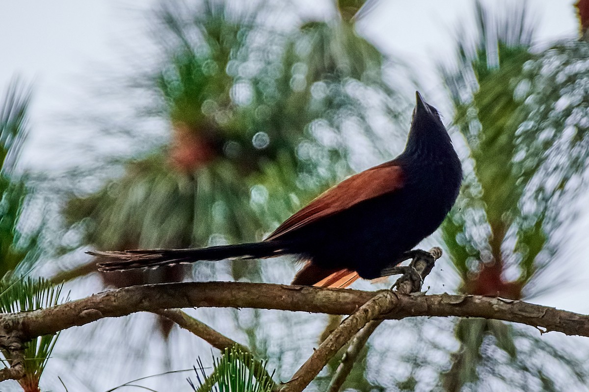 Malagasy Coucal - ML504967881