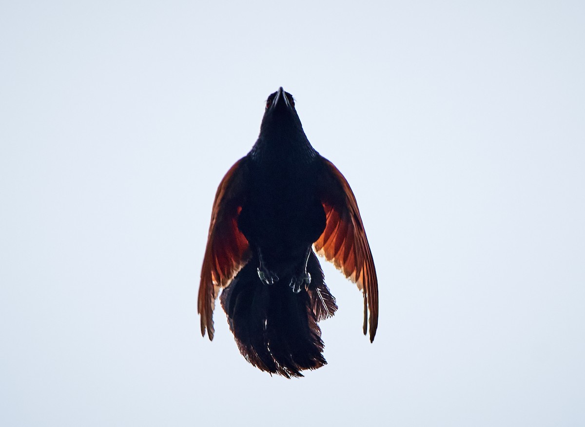 Malagasy Coucal - Tomáš Grim