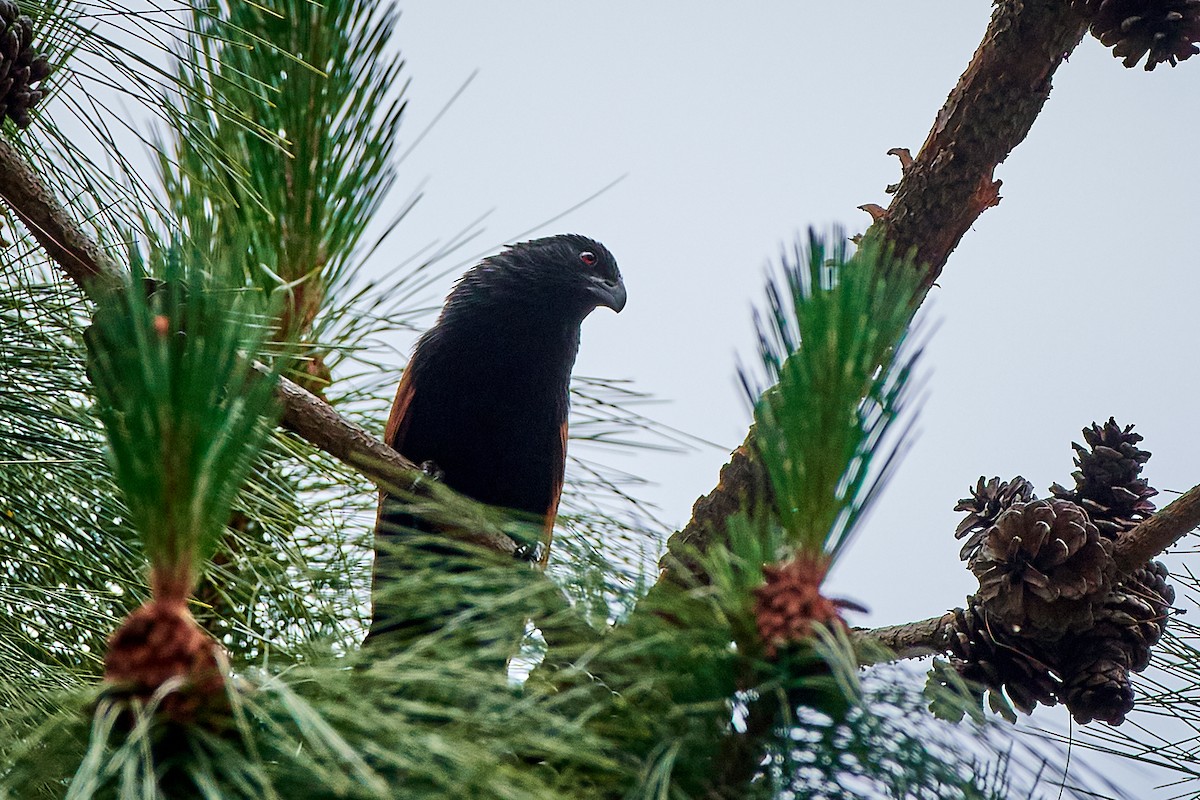 Malagasy Coucal - ML504967911