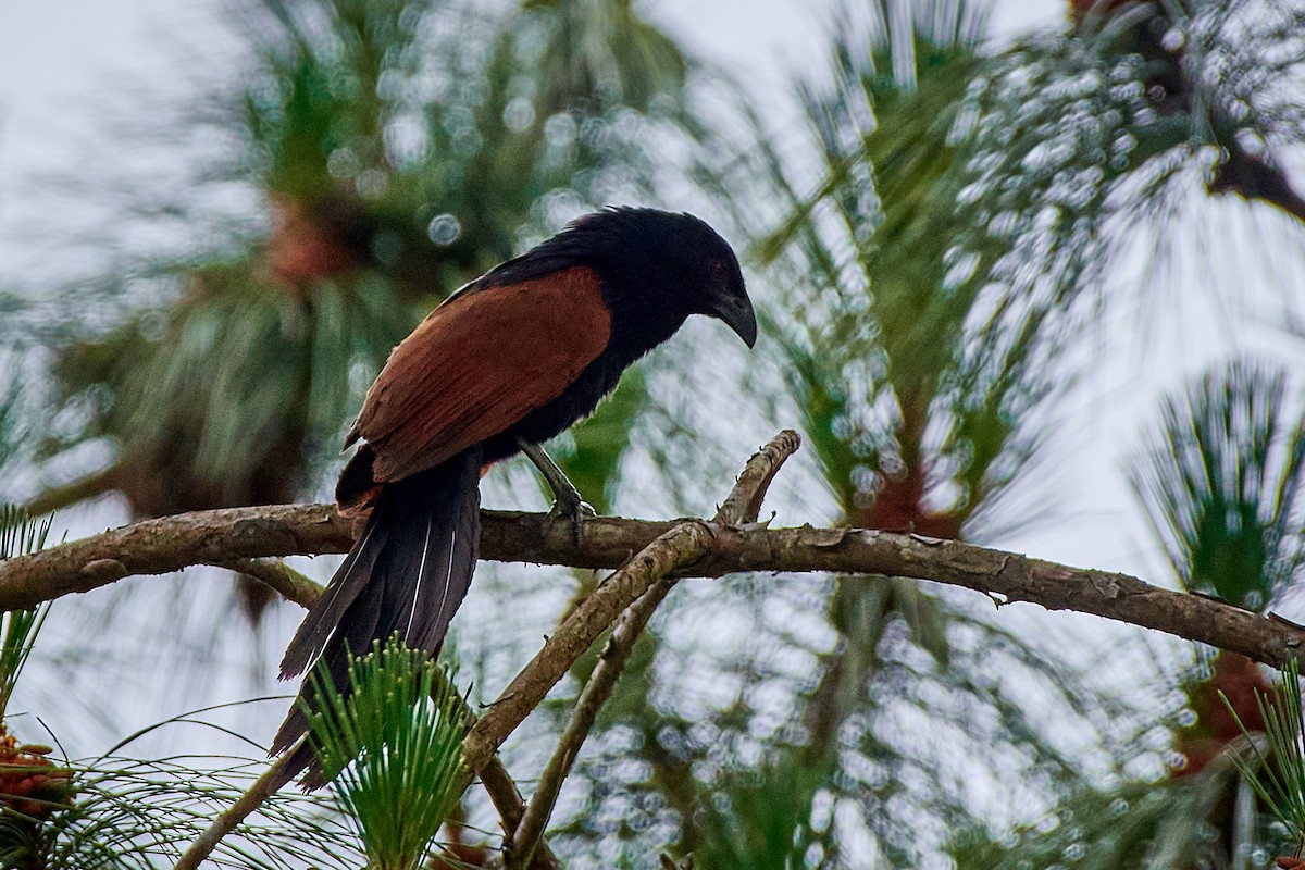Coucal toulou - ML504967921