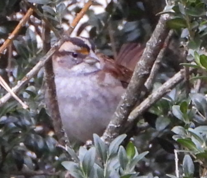 White-throated Sparrow - ML504968921