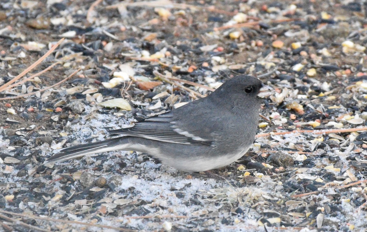 Dark-eyed Junco (White-winged) - ML504969291