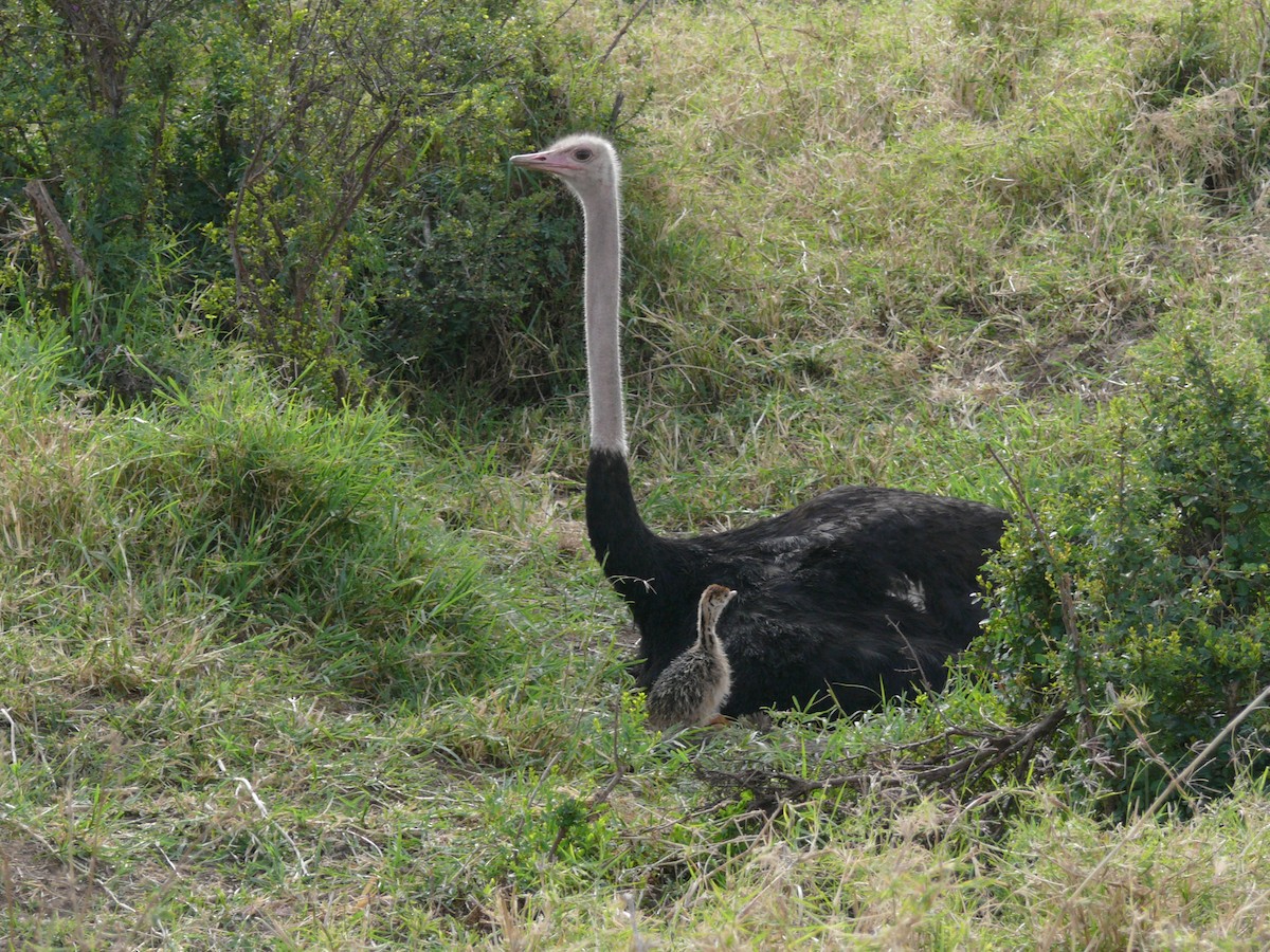 Африканский страус - ML504969941