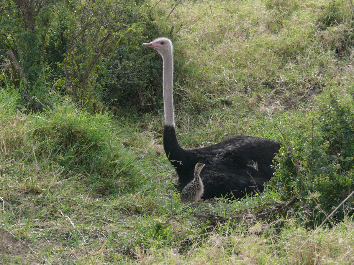 Common Ostrich - ML504969941