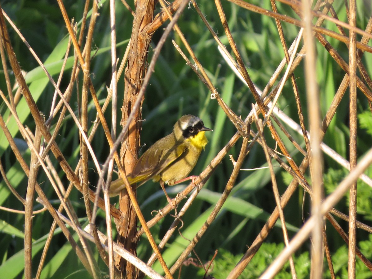 Common Yellowthroat - ML504970791