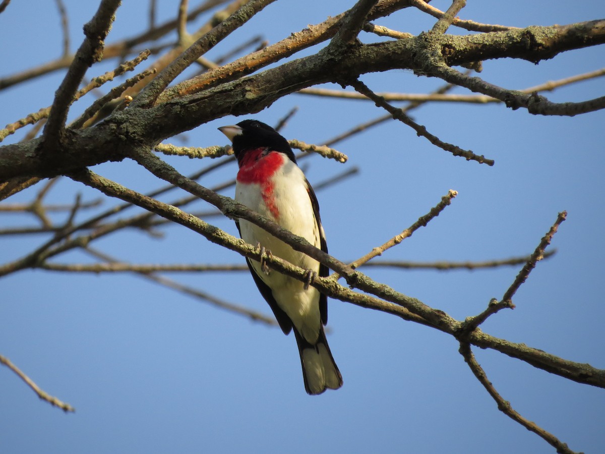 Rose-breasted Grosbeak - ML504970841