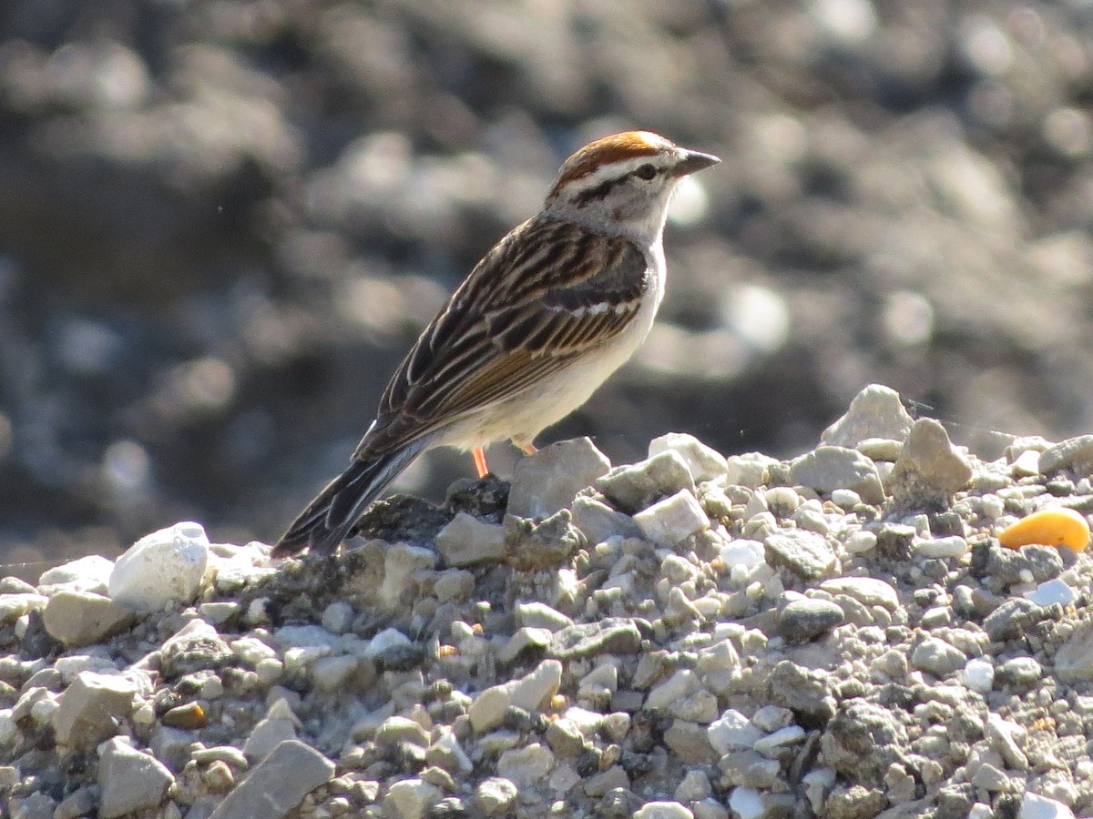 Chipping Sparrow - ML504971091