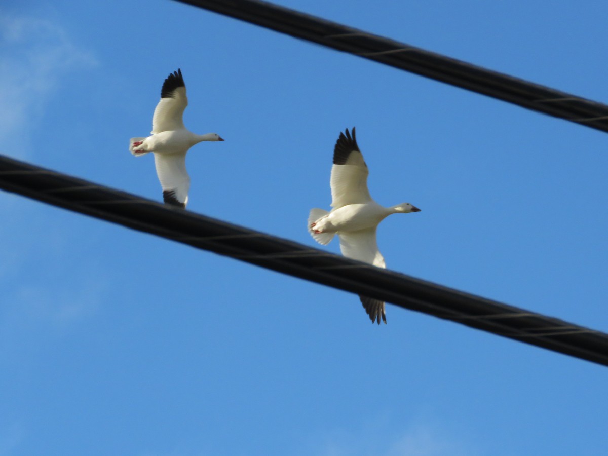 Ross's Goose - ML504971531