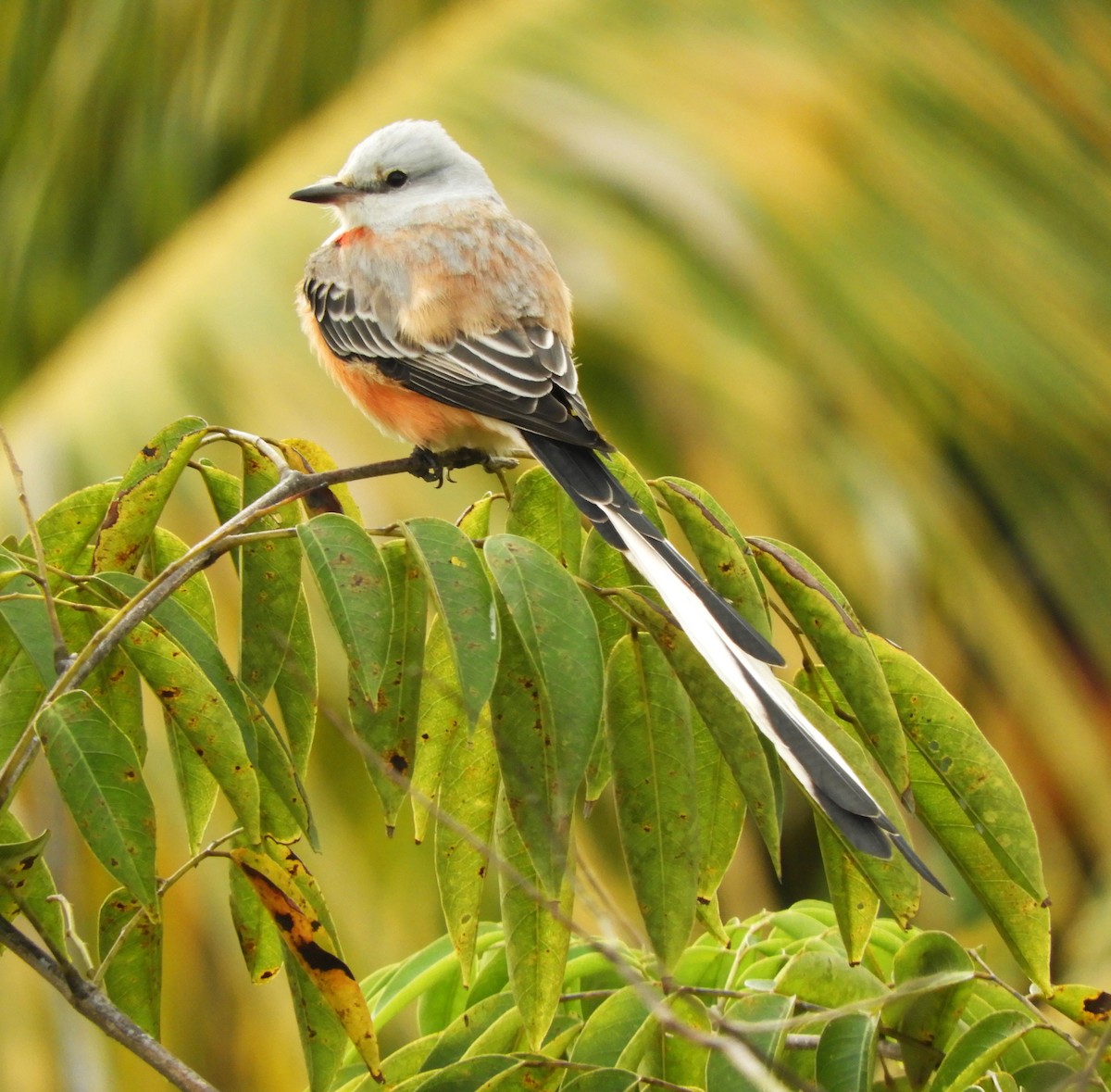 Scissor-tailed Flycatcher - ML504972231