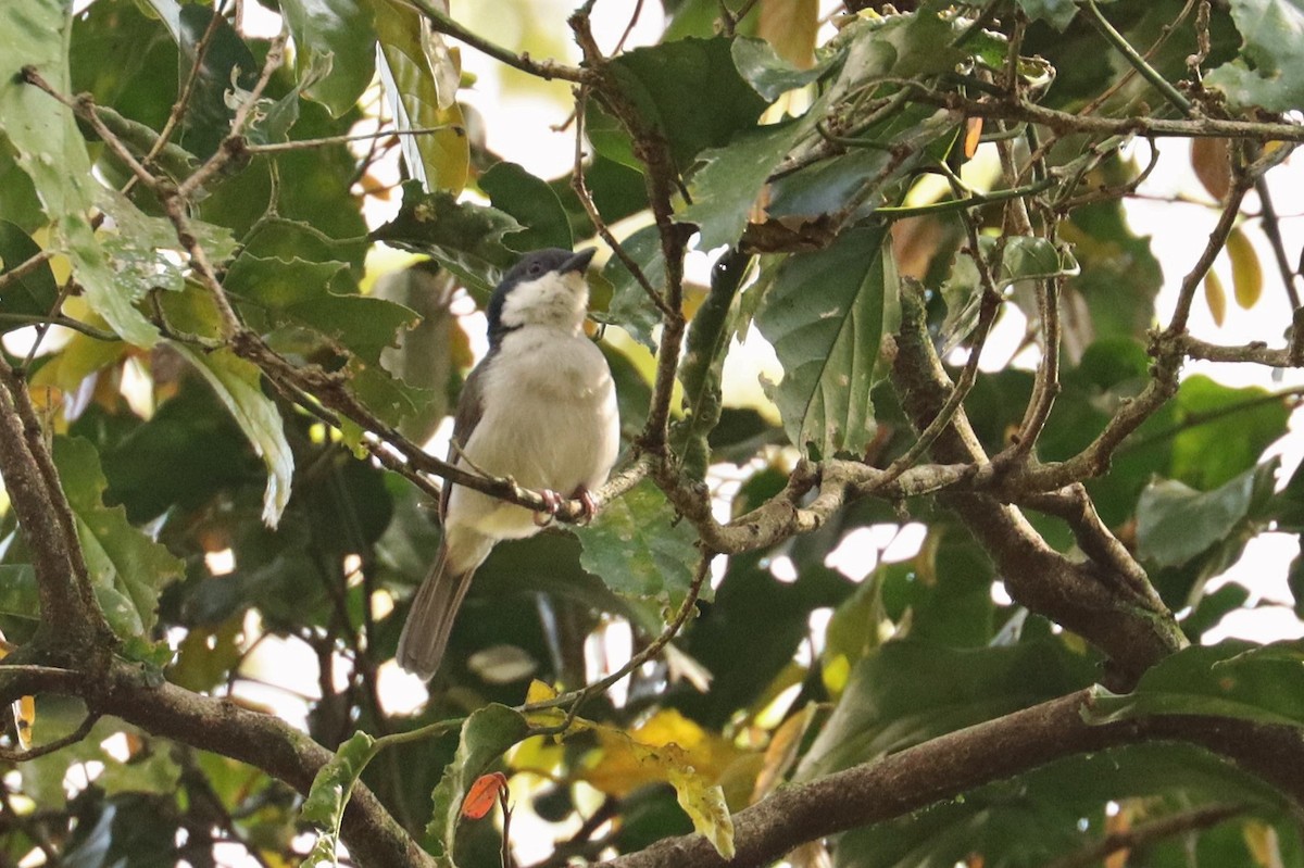 Pink-footed Puffback - Jason Estep