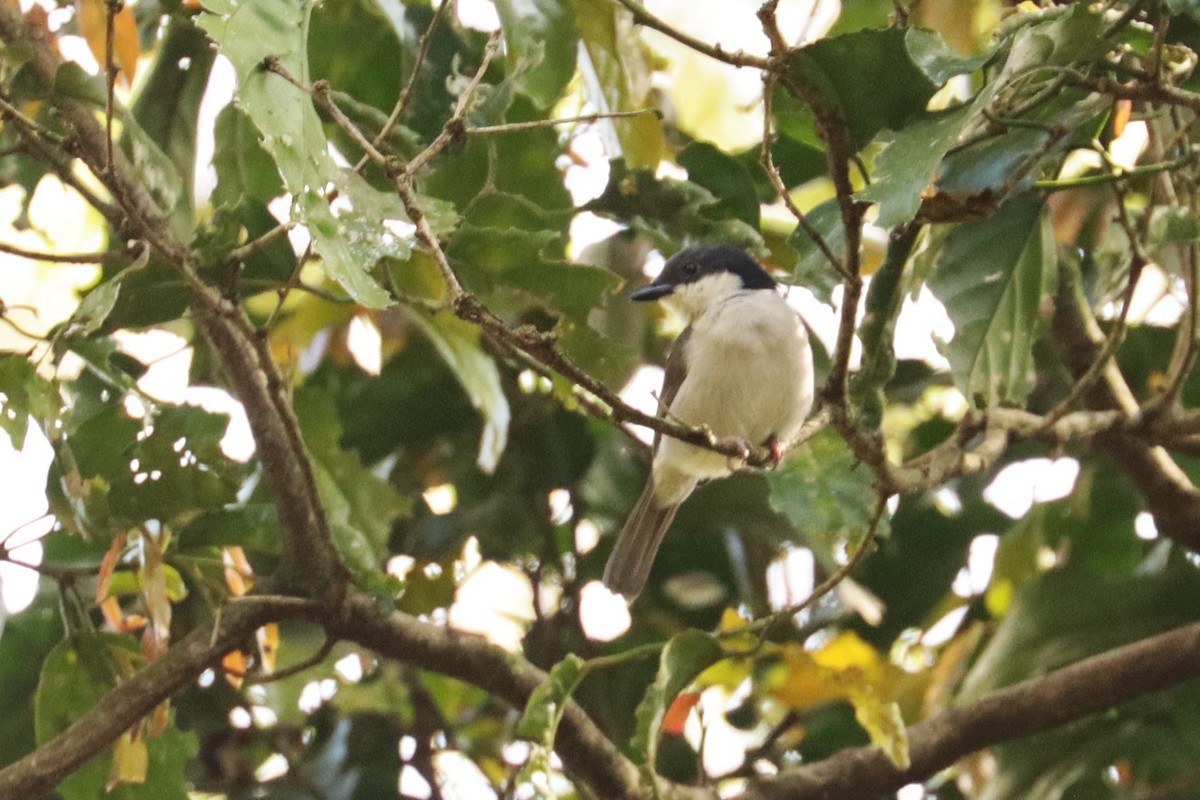 Pink-footed Puffback - Jason Estep