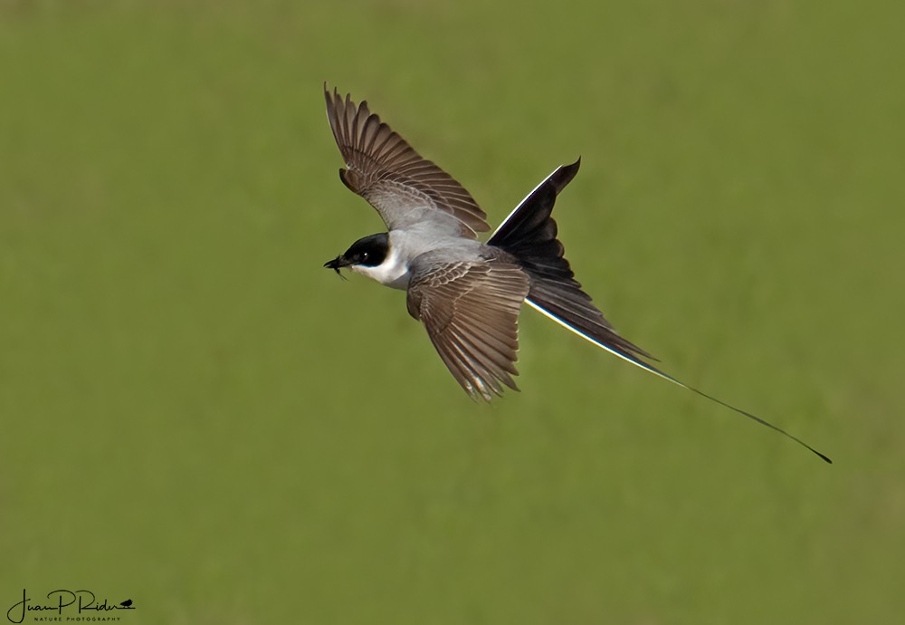 Fork-tailed Flycatcher - ML504973501