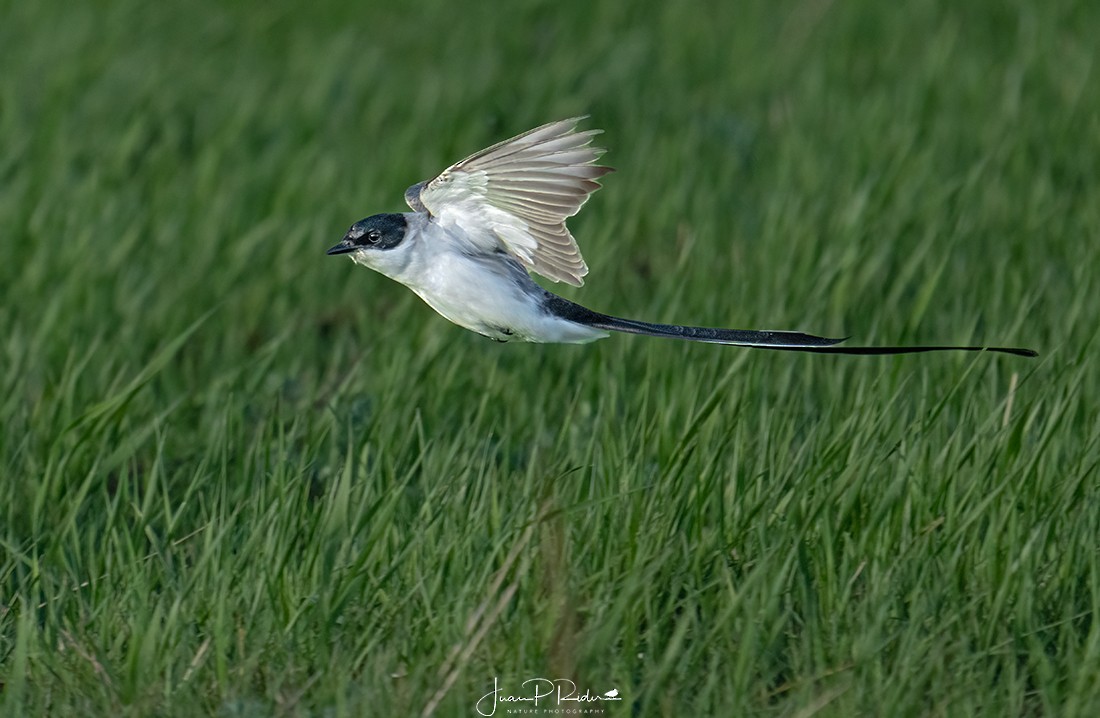 Fork-tailed Flycatcher - ML504973511