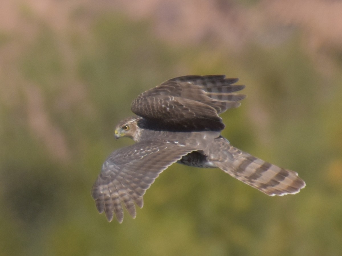 Cooper's Hawk - ML504975681