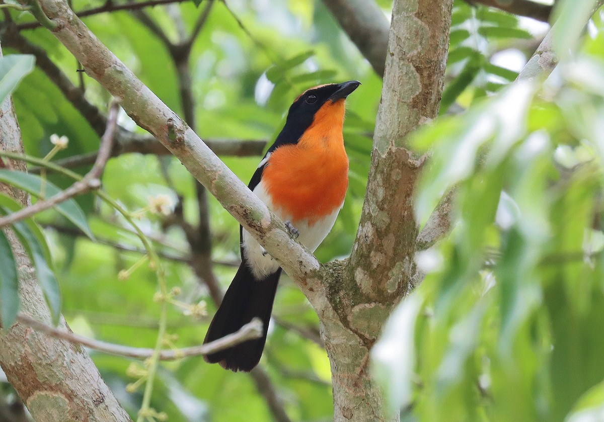 Braun's Bushshrike - ML504978511