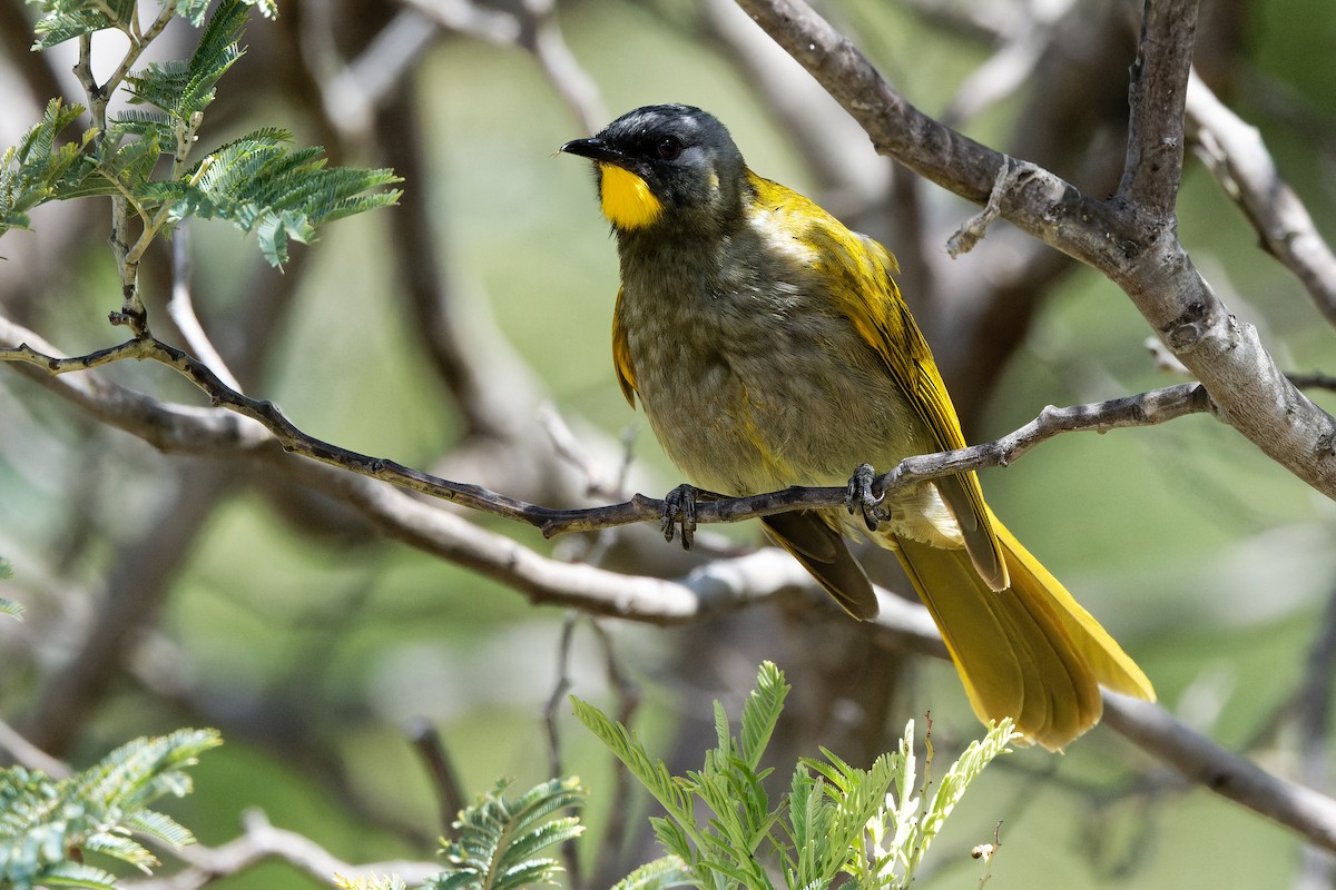 Yellow-throated Honeyeater - ML504979241