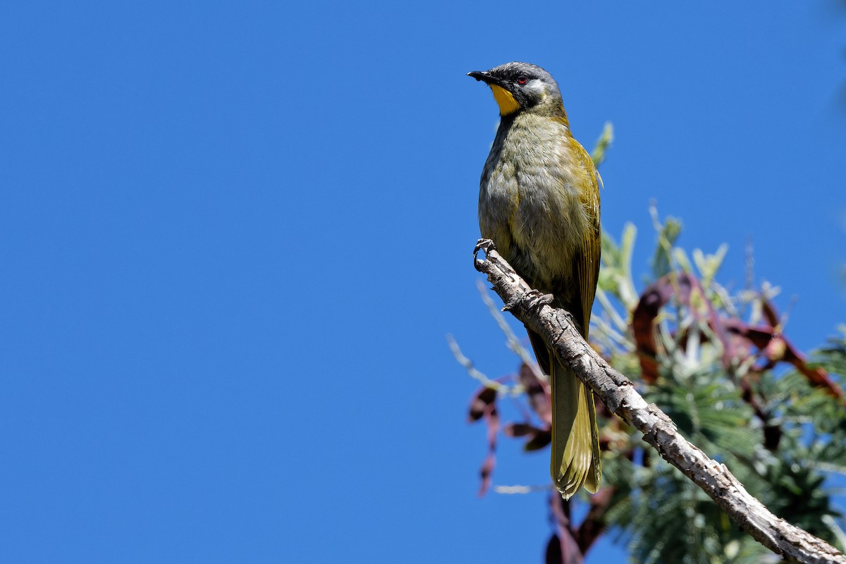 Yellow-throated Honeyeater - ML504979331