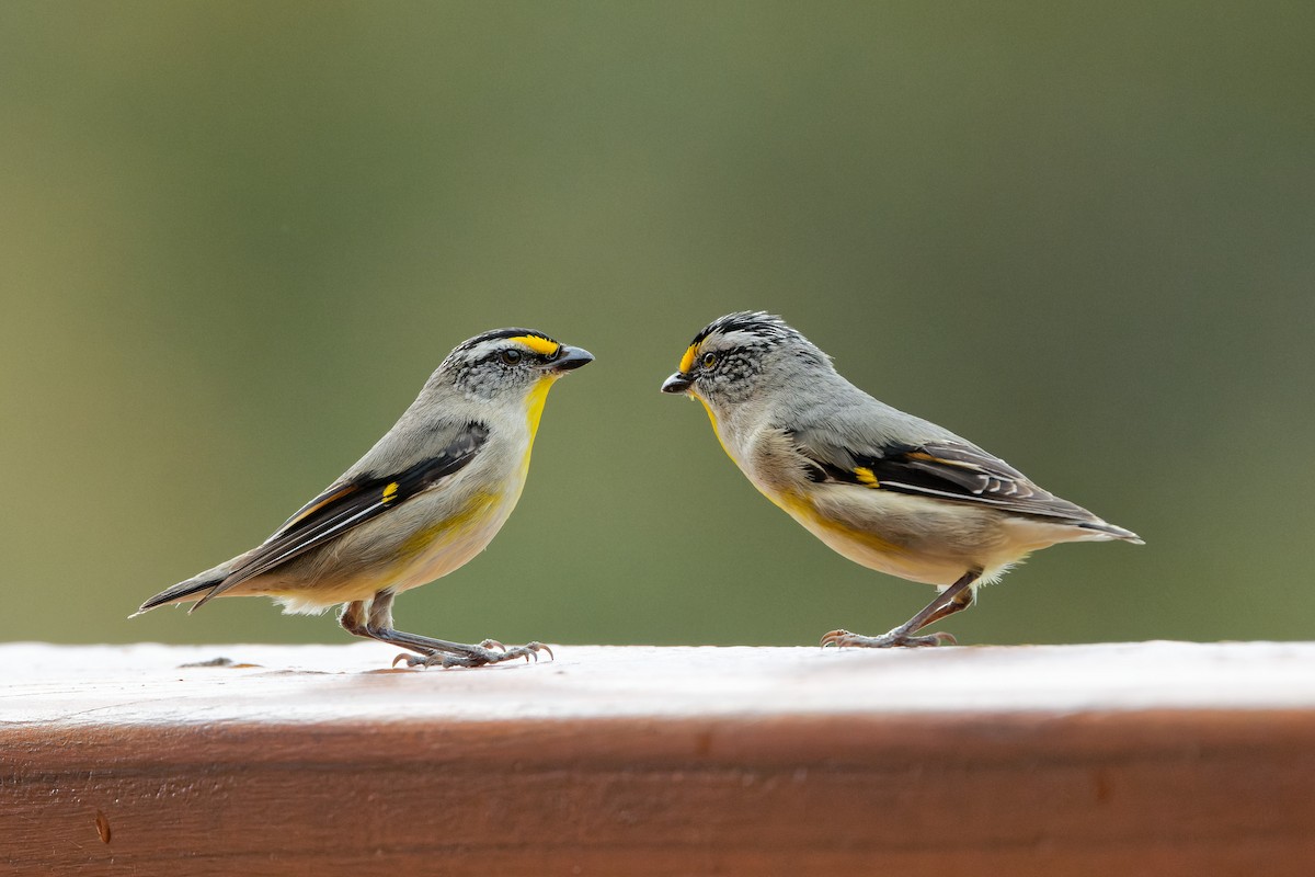 Striated Pardalote - ML504979391