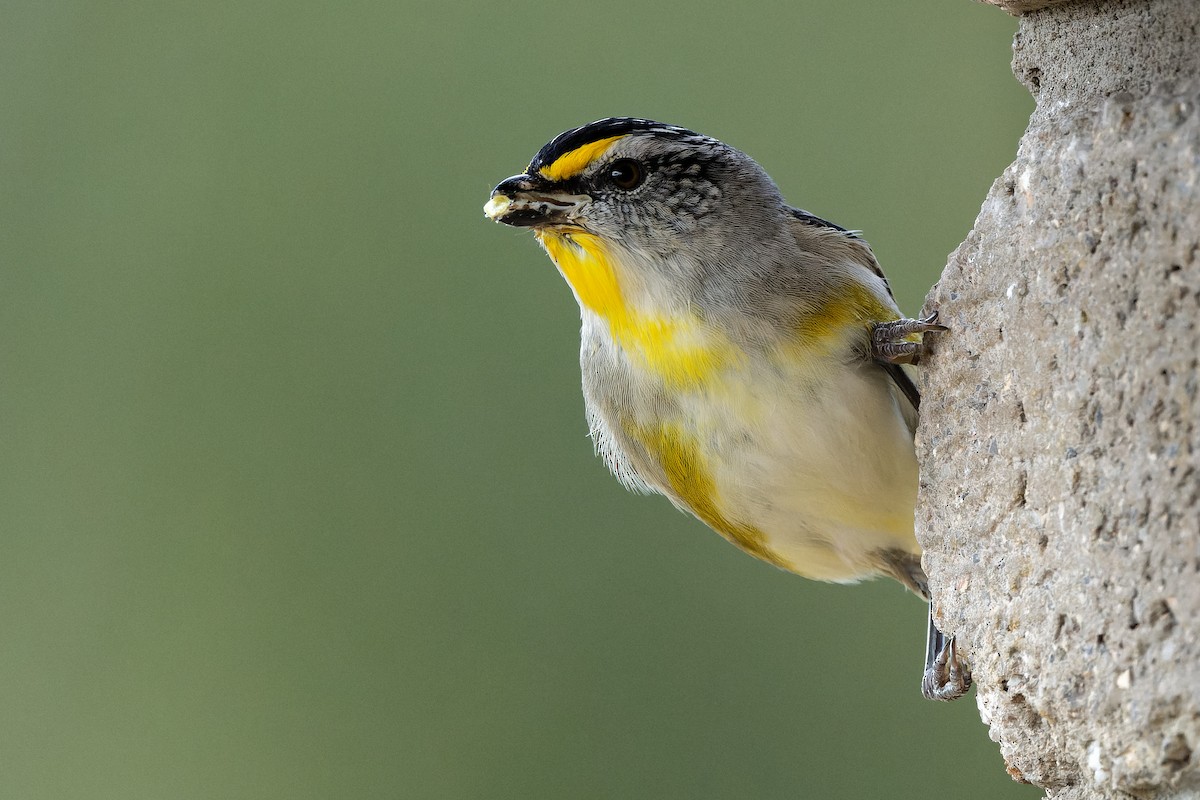 Striated Pardalote - ML504979481