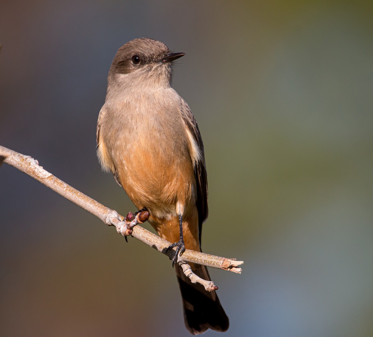 Say's Phoebe - Braxton Landsman