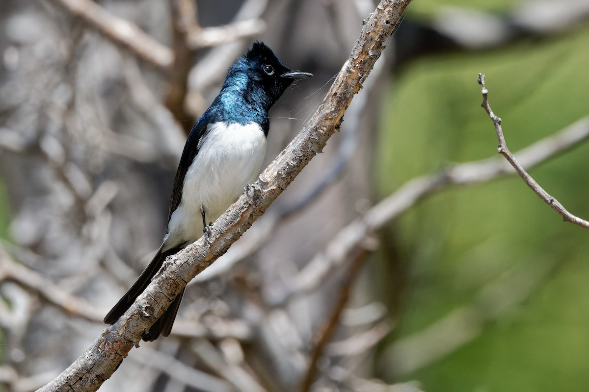 Satin Flycatcher - ML504979611